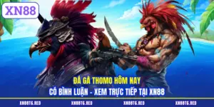 Đá Gà Thomo Hôm Nay Có Bình Luận - Xem Trực Tiếp Tại XN88